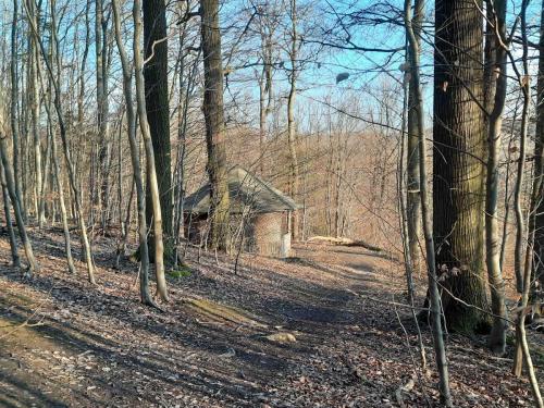Hütte im Wald 2